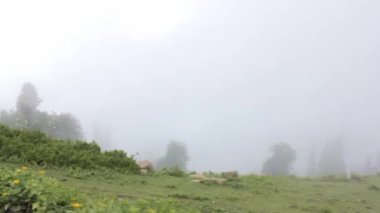 Flora In Foggy Place - Pan - Right To Left