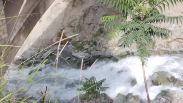 Water Source Flowing Plants Front Bridge Tilt Handheld — Vídeos de Stock