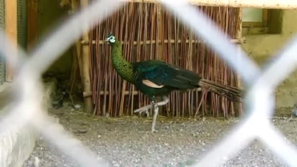 Peafowl Birds Jumping Chain Link Fence Handheld — стокове відео