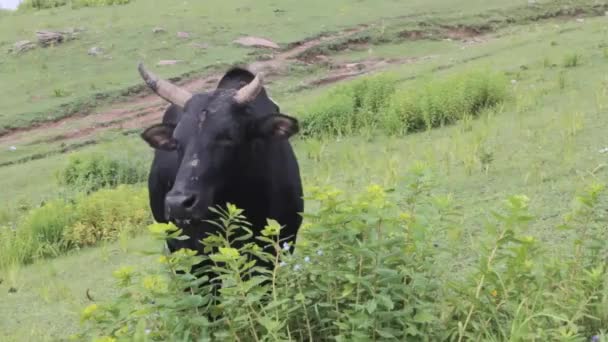 Cows Eating Grass Mountain Field Pan Right Left — Vídeos de Stock