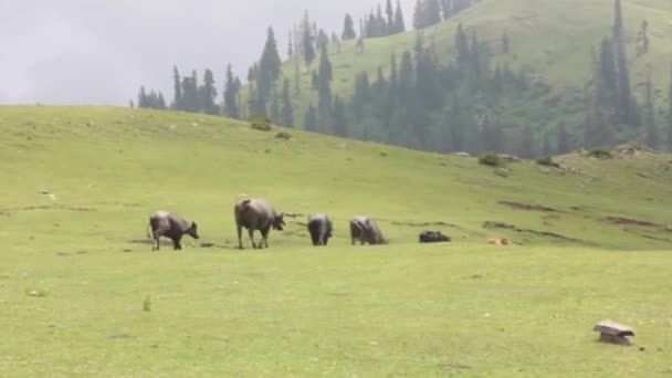 Cows Men Walking Foggy Mountain Field Pan Left Right — Stock video