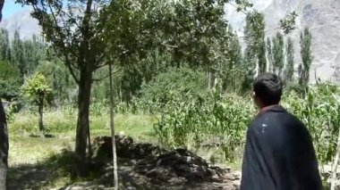 Man With Black Scarf Getting Apple From Tree In Field - Static