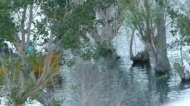 Men Paddling On Boat Near Trees On Water Source - Static
