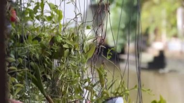 Plants Hanging Near Water Source - Handheld