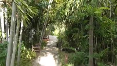 Shadow Of Man Walking On Way Surrounded By Flora - Slide Forward Then Tilt Up To Down