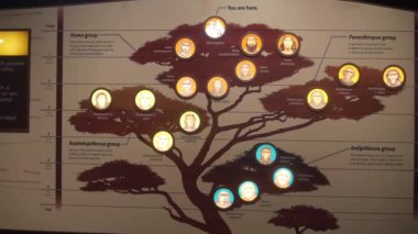 Different Ape Groups On Tree In Museum Exposition - Static