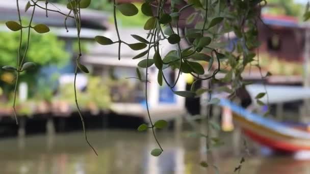 Plants Hanging Front Colorful Boat Passing Handheld — Vídeos de Stock