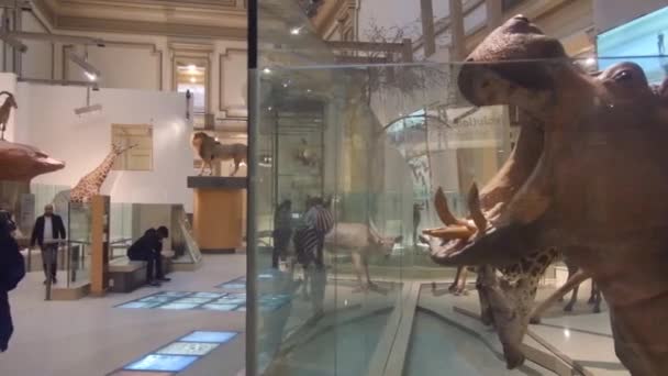 Dead Animals Exposed Museum People Pan Right Left — Stock Video