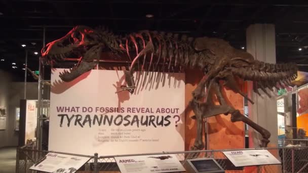 Tyrannosaurus Skeleton Exposed Museum Static — стоковое видео