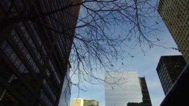 Tree Branches In Black Light In Front Of Buildings - Static