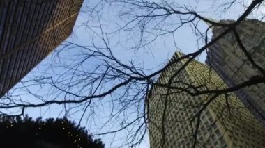 Tree In Black Light In Front Of Buildings From Below - Pan - Left To Right
