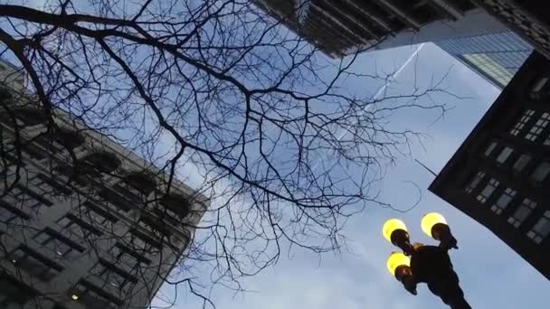 Tree Black Light Street Lantern Building Handheld — Vídeos de Stock
