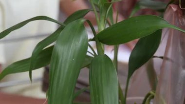 Fabrikanın Arkasında Dikiş Makinesi Kullanan Adam Sağdan Sola Kayıyor