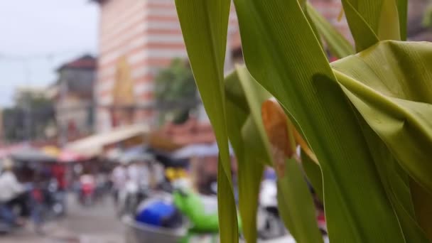 植物からバイクで忙しい街へ スライドとフォーカス 右から左へ — ストック動画