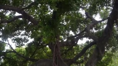 Ağaç Gövdesi, Dallar ve Bir Parkta Yapraklar.