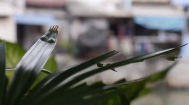 Rüzgâr eski küçük bir evin önünde metal bir tavanla esiyor sağa kayıyor, sola dönüyor ve odaklanıyor.