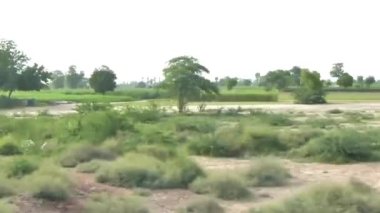 Passing By Flora And Donkey - Slide - Left To Right