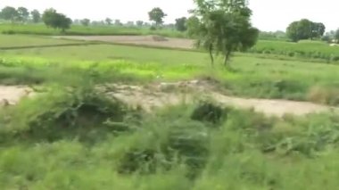 Passing By Cows And Flora - Slide - Left To Right