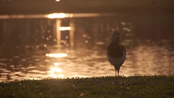 Πτηνά Περπατώντας Μπροστά Από Την Πηγή Νερού Αντανάκλαση Ηλιοβασιλέματος Στο — Αρχείο Βίντεο