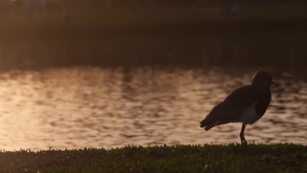 Pájaro Parado Luz Negra Frente Fuente Agua Durante Atardecer Portátil — Vídeos de Stock