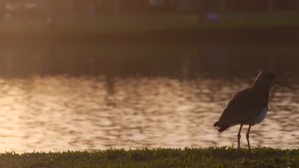 Bird Calling Out Κοντά Πηγή Νερού Κατά Διάρκεια Sunset Handheld — Αρχείο Βίντεο