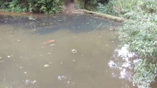 Fish Pond Surrounded Flora Slide Right Left Static — Stock Video