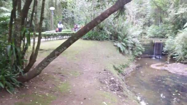 Vom Baumstamm Und Der Flora Zur Wasserquelle Und Zum Teich — Stockvideo