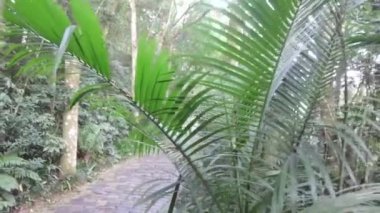 Ağaç Gövdesinin Arkasında Yürüyen ve Diken Sağdan Sola Kayan İnsanlar.