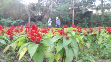 Arkada insanlar olan kırmızı çiçekler - Kapatın ve sağa sola çevirin.