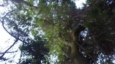 Ağaçlar ve dallar aşağıdan kayıyor ve sola doğru kayıyor, sonra sağdan sola kayıyor..