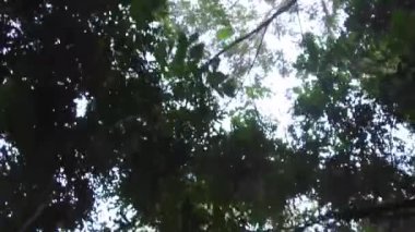 Ağaçlar ve dallar gökyüzünün altından ileriye doğru kayar..