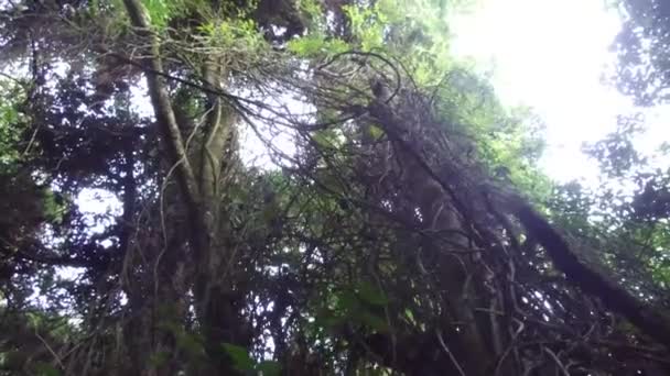 Árvore Ramos Sob Céu Baixo Gire Para Direita Para Esquerda — Vídeo de Stock