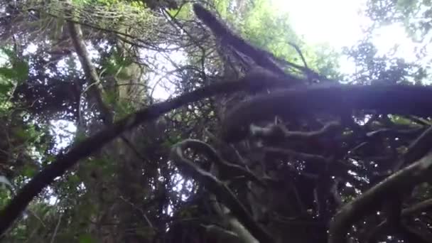 木の枝と花 閉じる そして前後にスライド — ストック動画