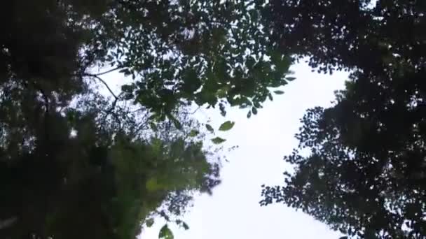 Дерево Гілки Листя Під Небом Знизу Слайд Назад — стокове відео