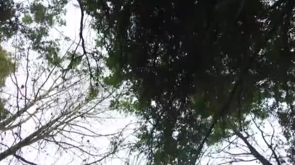 Περπάτημα Κοντά Δέντρα Και Κλαδιά Από Κάτω Σύρετε Προς Εμπρός — Αρχείο Βίντεο