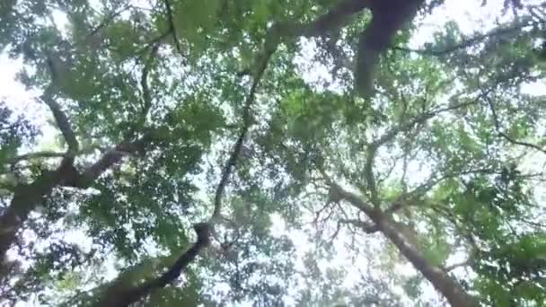 Gehen Unter Bäumen Und Ästen Von Unten Vorwärts Gleiten — Stockvideo