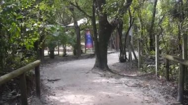 Ağaçlarla çevrili sahil yolu geriye ve ileriye doğru kayıyor..