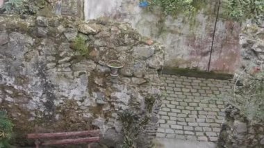 Eski tuğlaların arasında büyüyen Flora 'nın Soldan Sağa Dönmesiyle Eski Bina Yıkıldı