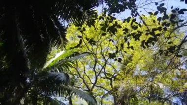 Aşağıdan Ağaç Dalları - soldan sağa, sonra sağdan sola