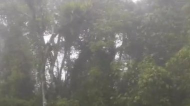 Yeşil ağaçların yanından geçmek, tren penceresi görüntüsü, sağa kaydır, sola kaydır.