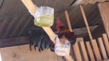 Döşeme Altındaki Horoz - Statik