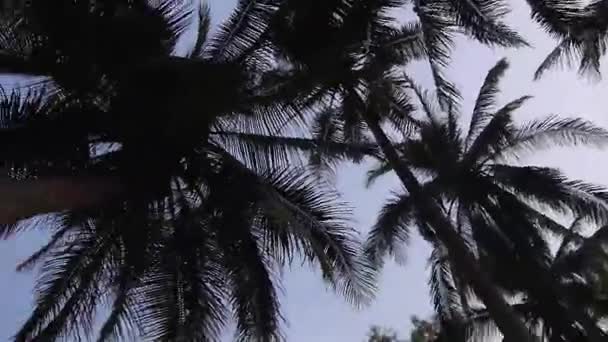 Від Пальмових Дерев Людей Які Ходять Оточеними Флорою Спін Потім — стокове відео
