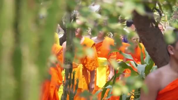 葉の後ろを歩く僧侶 ハンドヘルド — ストック動画