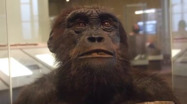 Sahelanthropus tchadensis Baş Heykeli Müzede Ortaya Çıktı