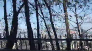 Siyah Işıklı Flora