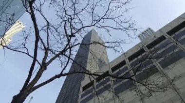  Building From Below Behind Tree In Black Light - Slide - Right To Left.