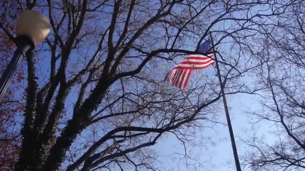 American Flag Tree Branches Black Light Static — Stock Video