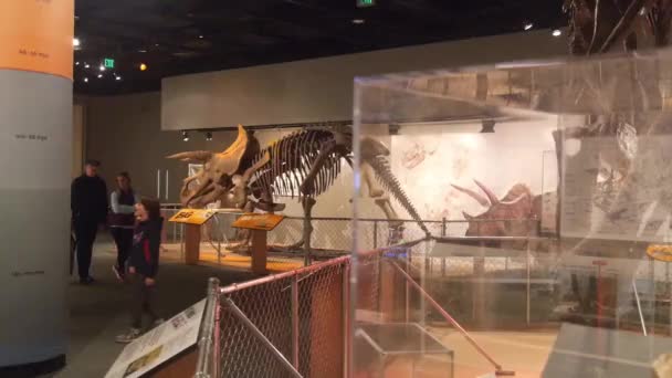 博物館で公開恐竜の骨格 — ストック動画