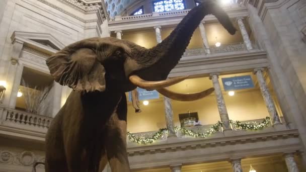 Elephant Exposed Museum Handheld — Stockvideo