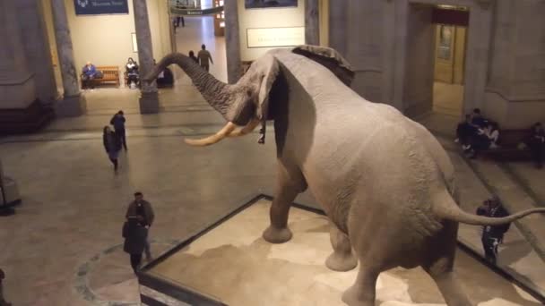 Elephant Exposed Museum Slide Right Left — 图库视频影像